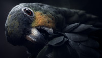papoušek bird-7250976 1280